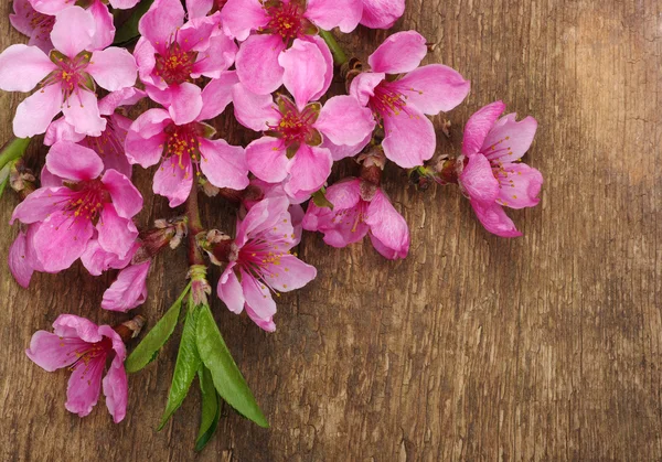 Spring  flower on wood — Stock Photo, Image