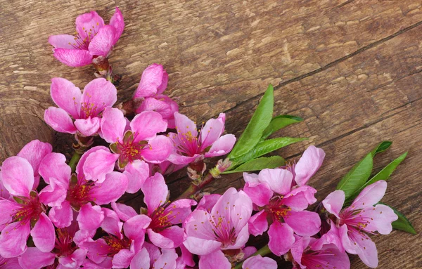 Spring  flower on wood — Stock Photo, Image