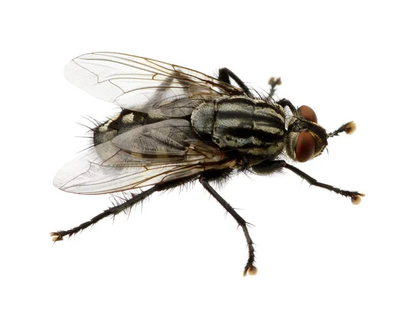 Volar sobre un blanco — Foto de Stock