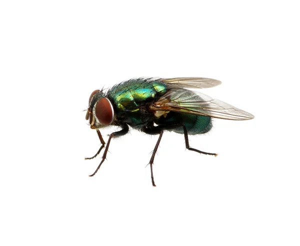 Fly on a white — Stock Photo, Image