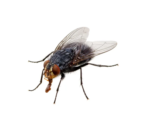 Fly on a white — Stock Photo, Image