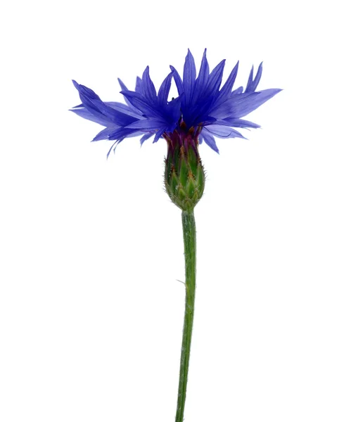 Blauwe korenbloemen op wit — Stockfoto