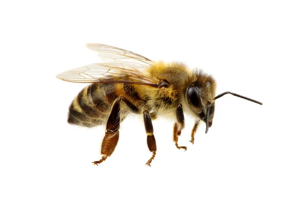 Abeja sobre blanco — Foto de Stock