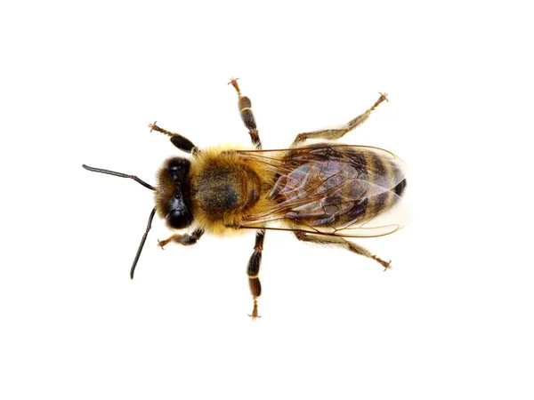 Biene auf Weiß — Stockfoto