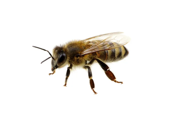 Bee on white — Stock Photo, Image