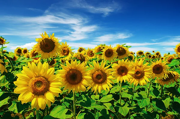 Sunflowers field on sky — Stock Photo, Image