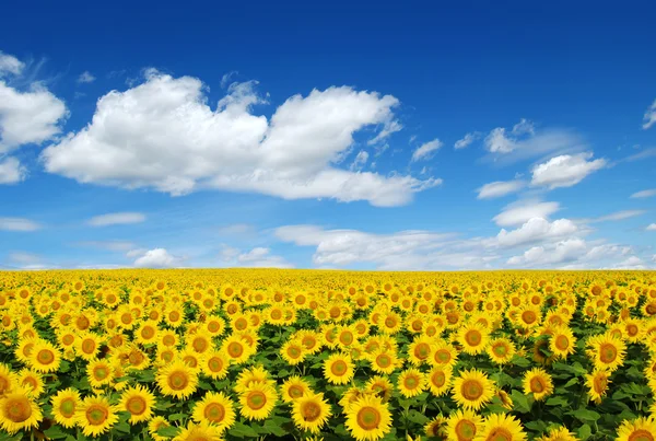 Ayçiçeği gökyüzü sahada — Stok fotoğraf