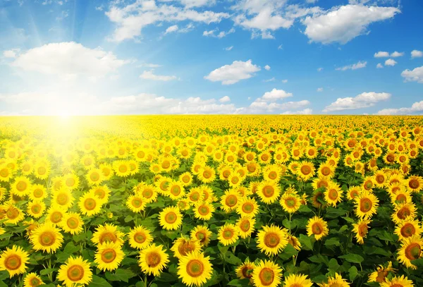 Campo de girasoles en el cielo —  Fotos de Stock