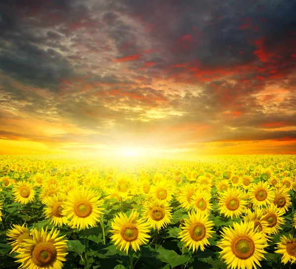 Sunflowers field on sky — Stock Photo, Image