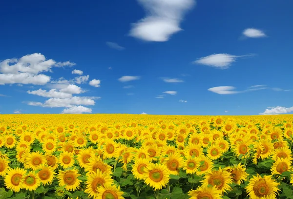 Sunflowers field on sky — Stock Photo, Image