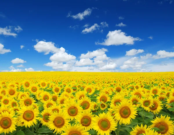 Sunflowers field on sky — Stock Photo, Image