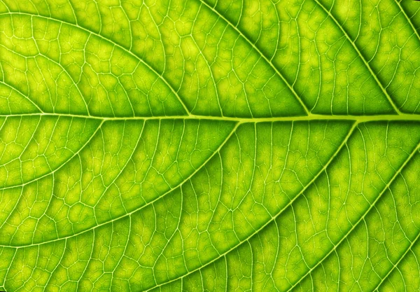 Green leaf texture — Stock Photo, Image