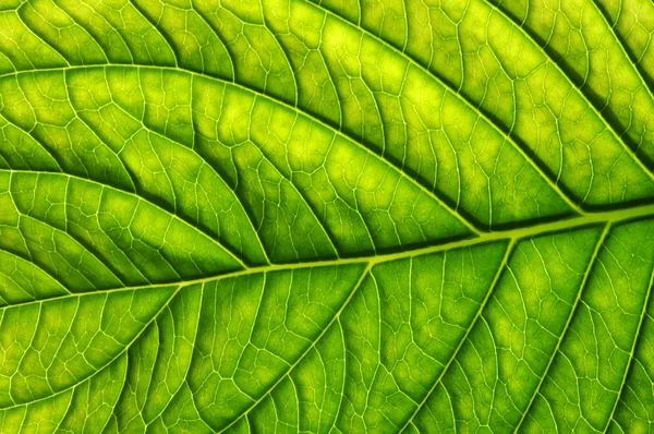 Textura de hoja verde — Foto de Stock