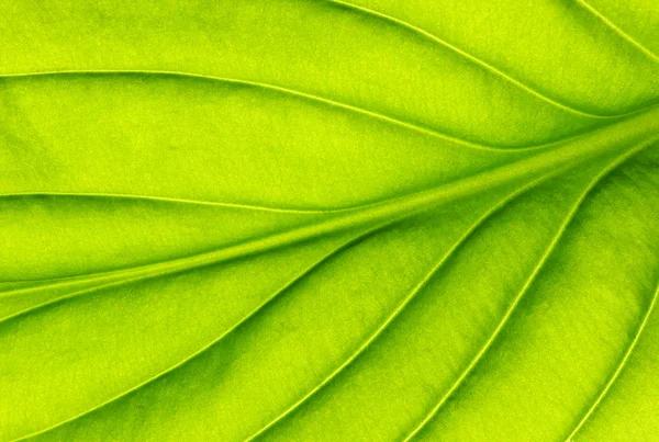 Green leaf texture — Stock Photo, Image