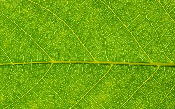 Textura de folha verde — Fotografia de Stock