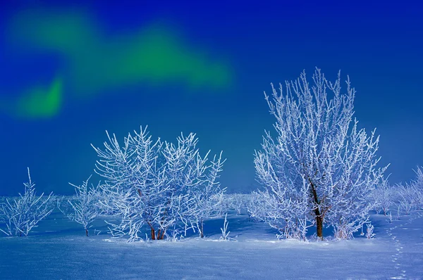 Frosted trees and sky — Stock Photo, Image