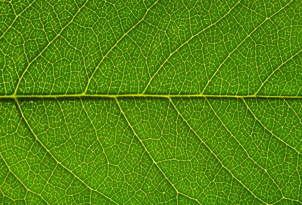 Green leaf texture — Stock Photo, Image