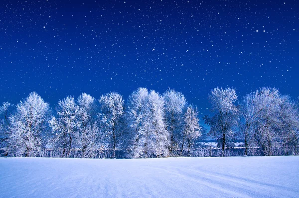 Frosted trees and sky — Stock Photo, Image