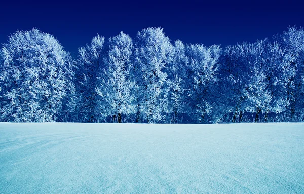 Arbres givrés et ciel — Photo