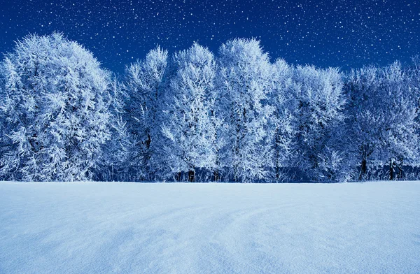 Arbres givrés et ciel — Photo