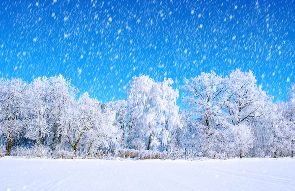 Gefrostete Bäume und Himmel — Stockfoto