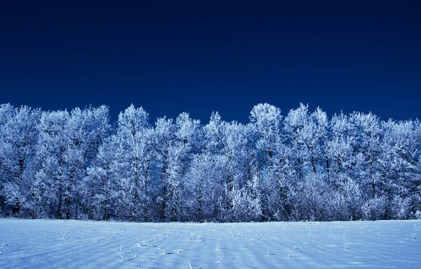 Frosne trær og himmel – stockfoto