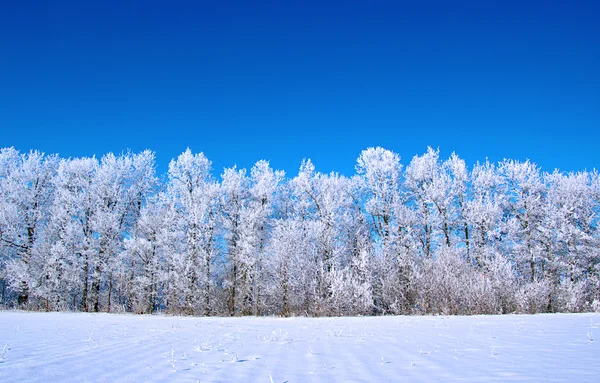 Замороженные деревья и небо — стоковое фото