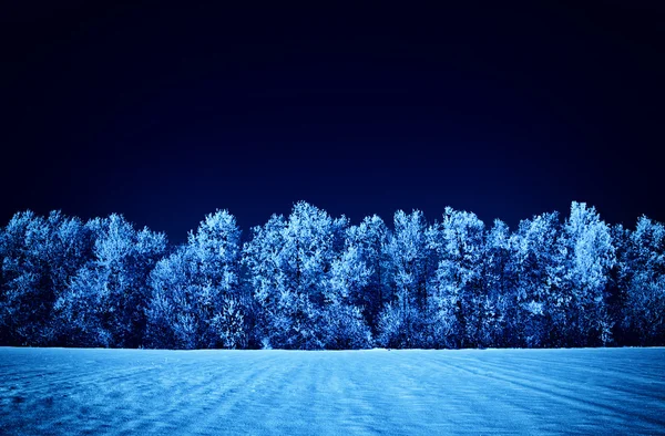 Alberi glassati e cielo — Foto Stock