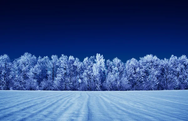 Frostat träd och himmel — Stockfoto