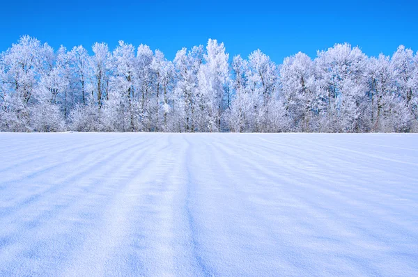 Frosted trees and sky — Stock Photo, Image