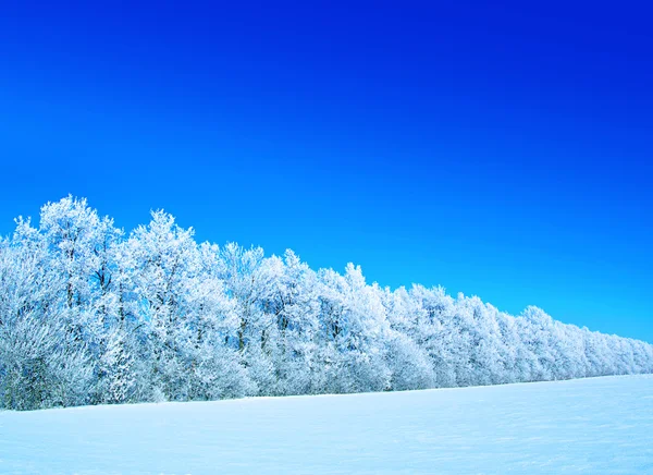 Árvores geladas e céu — Fotografia de Stock