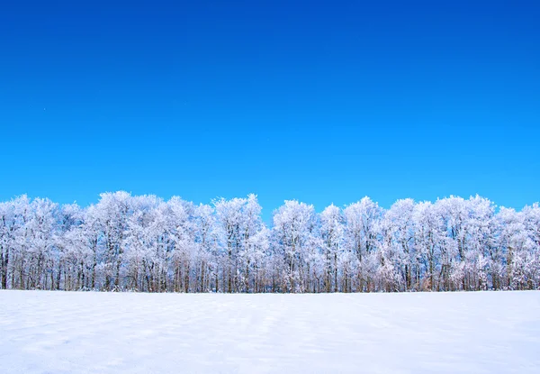 Gefrostete Bäume und Himmel — Stockfoto