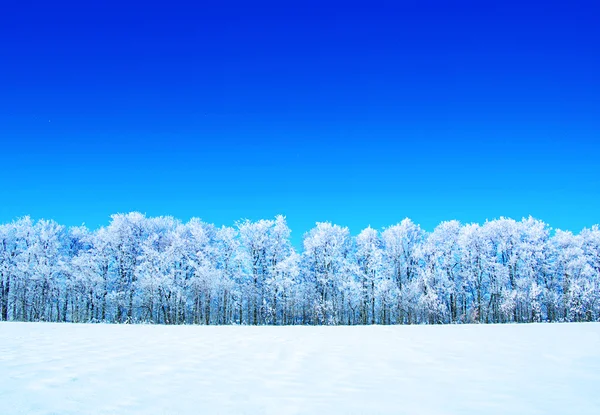 Gefrostete Bäume und Himmel — Stockfoto