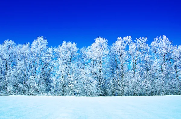 Frostat träd och himmel — Stockfoto