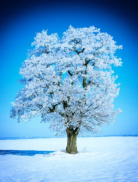 Alberi glassati e cielo — Foto Stock