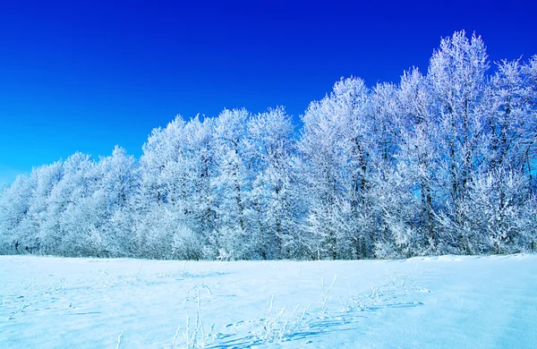 Arbres givrés et ciel — Photo