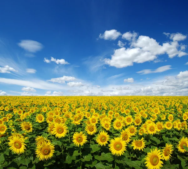 Sunflowers field on sky — Stock Photo, Image