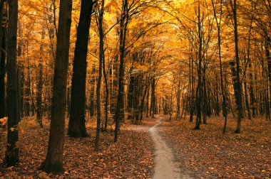 Yeşil ormandaki ağaçlar 