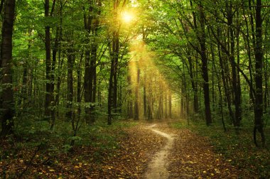 Yeşil ormandaki ağaçlar 