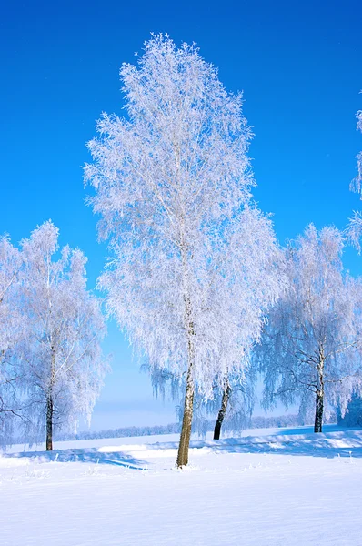 Alberi glassati e cielo — Foto Stock