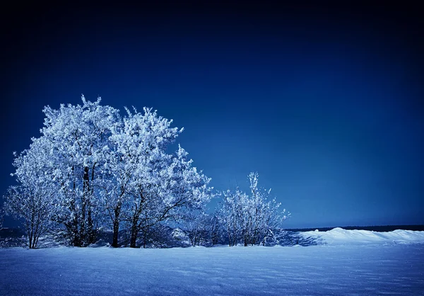 Gefrostete Bäume und Himmel — Stockfoto