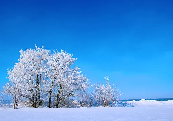 Gefrostete Bäume und Himmel — Stockfoto