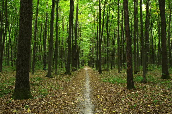 緑の森の木 — ストック写真
