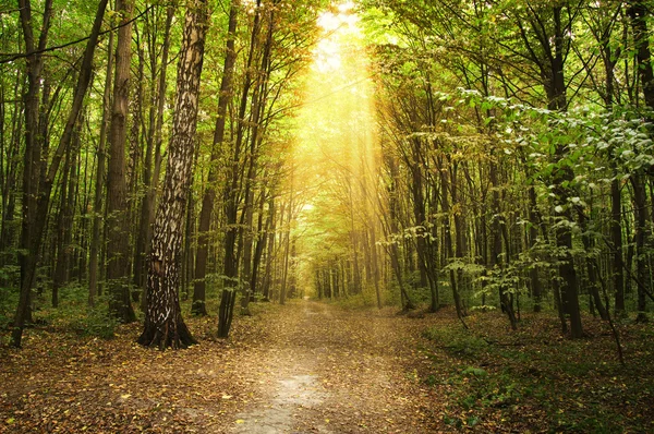 Trees in a green forest — Stock Photo, Image