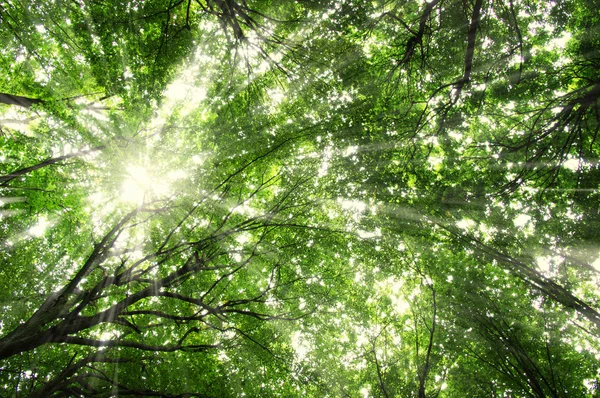 Bomen in een groen bos — Stockfoto