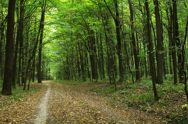 Arbres dans une forêt verte — Photo