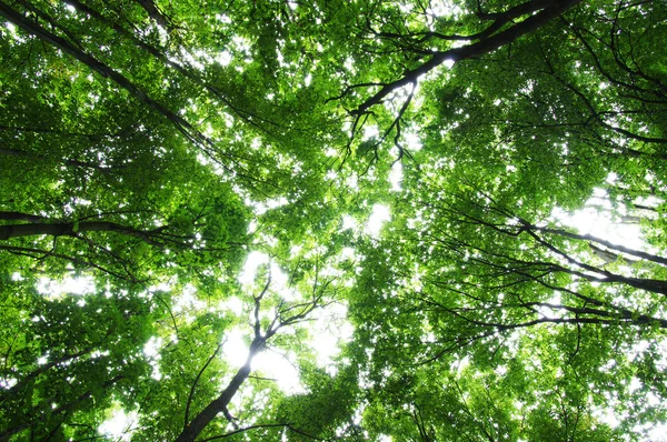 Bomen in een groen bos — Stockfoto