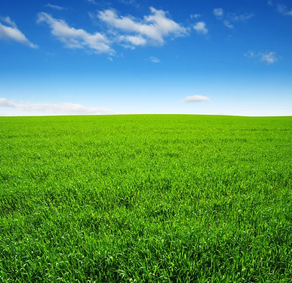 Campo e céu — Fotografia de Stock