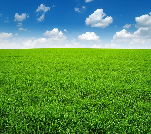 Campo e cielo — Foto Stock