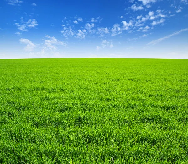 Field and sky — Stock Photo, Image